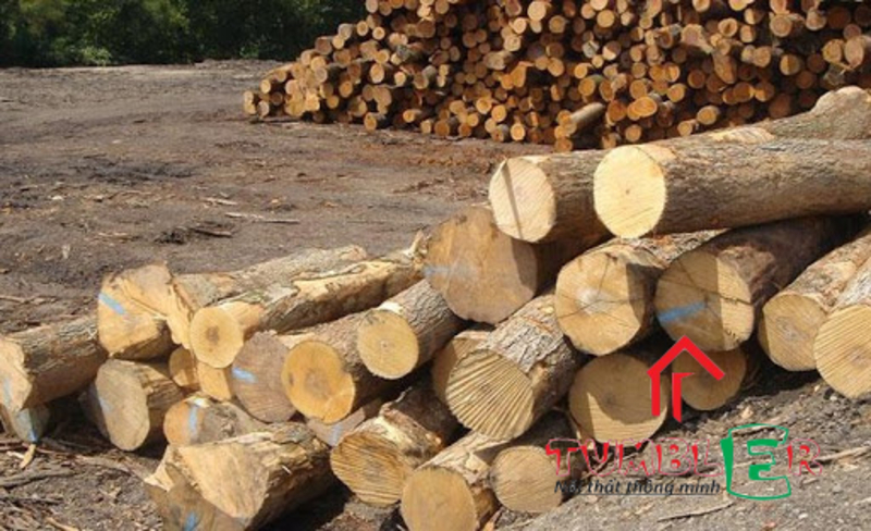 Hình ảnh gỗ tràm được thu hoạch.