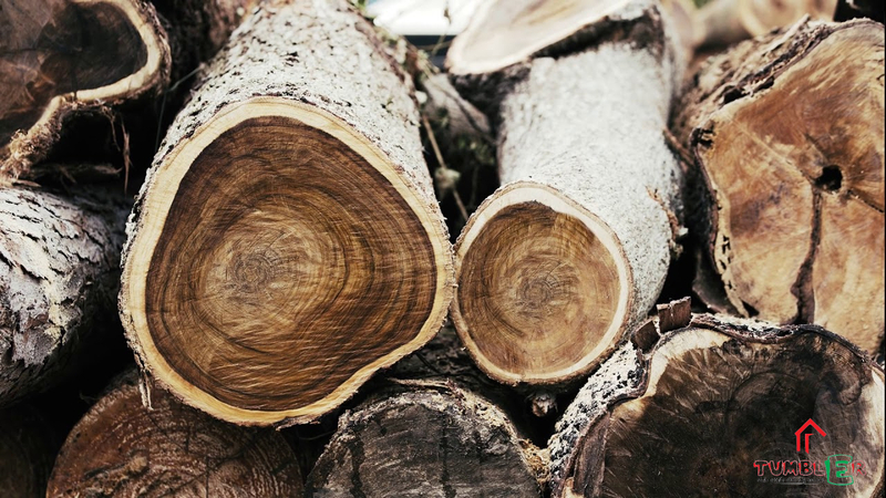 Đặc điểm nhận diện của gỗ tràm.