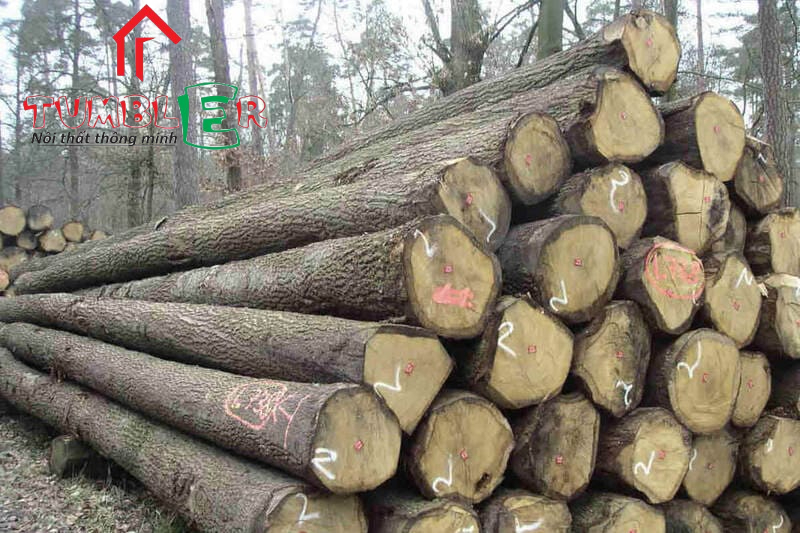 Cây gỗ Xoan đào sinh trưởng và phát triển mạnh trong điều kiện tự nhiên